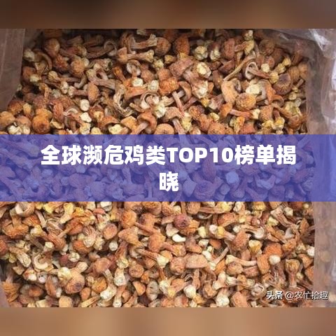 全球濒危鸡类TOP10榜单揭晓