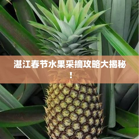 湛江春节水果采摘攻略大揭秘！