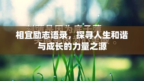 相宜励志语录，探寻人生和谐与成长的力量之源