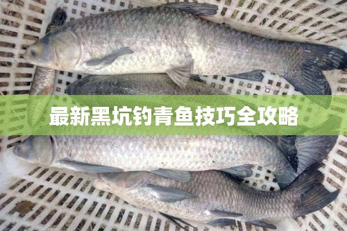 最新黑坑钓青鱼技巧全攻略