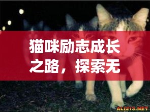 猫咪励志成长之路，探索无限潜能，激发成长力量