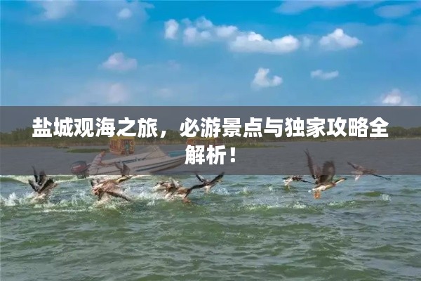 盐城观海之旅，必游景点与独家攻略全解析！