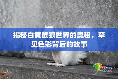 揭秘白黄鼠狼世界的奥秘，罕见色彩背后的故事