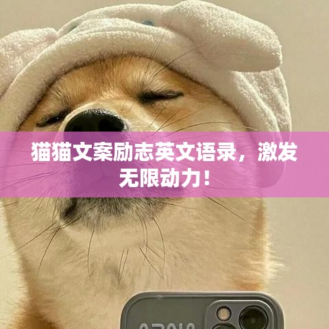 猫猫文案励志英文语录，激发无限动力！