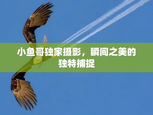 小鱼哥独家摄影，瞬间之美的独特捕捉