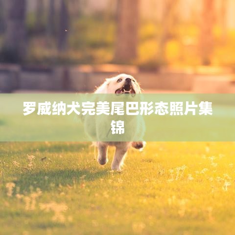罗威纳犬完美尾巴形态照片集锦