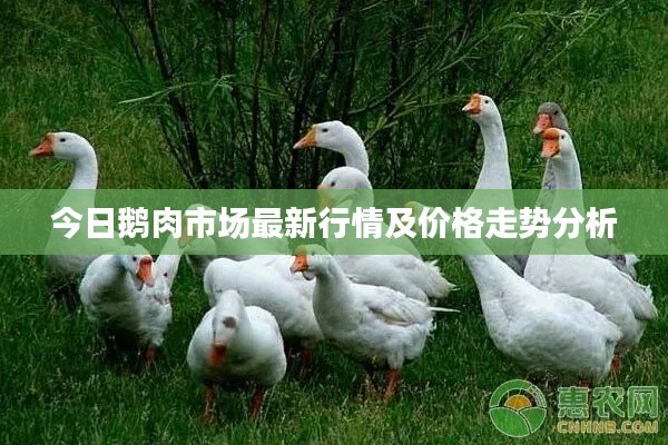 今日鹅肉市场最新行情及价格走势分析