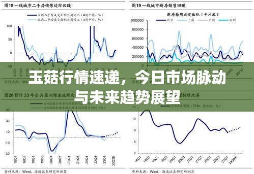 玉菇行情速递，今日市场脉动与未来趋势展望