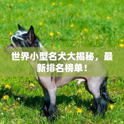 世界小型名犬大揭秘，最新排名榜单！