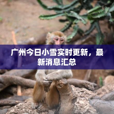 广州今日小雪实时更新，最新消息汇总