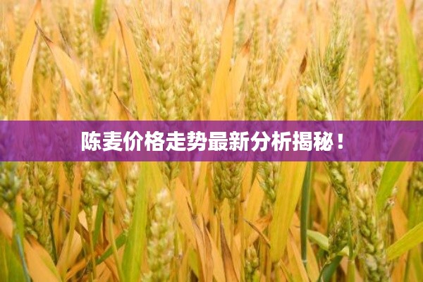 陈麦价格走势最新分析揭秘！