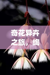 奇花异卉之旅，绚烂色彩惊艳眼球！