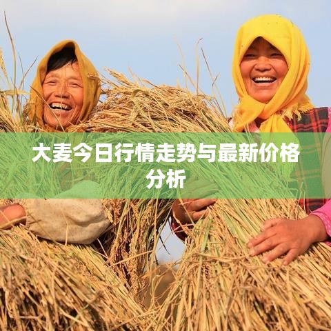 大麦今日行情走势与最新价格分析