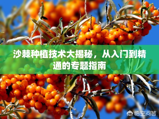 彬彬有礼
