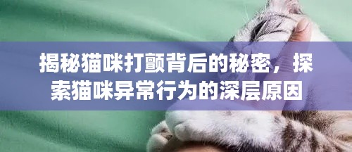一次性餐包 第20页