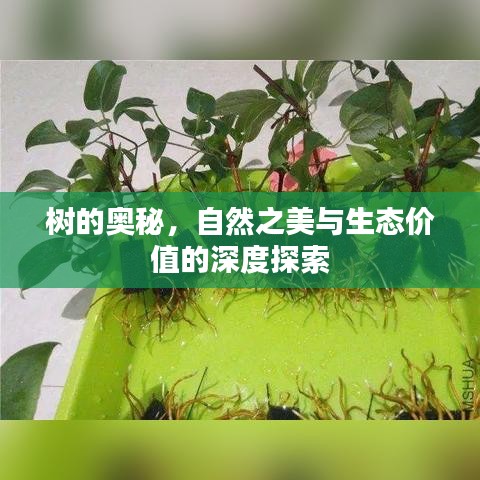 树的奥秘，自然之美与生态价值的深度探索