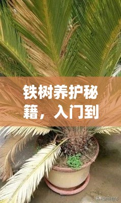 铁树养护秘籍，入门到精通的全面指南