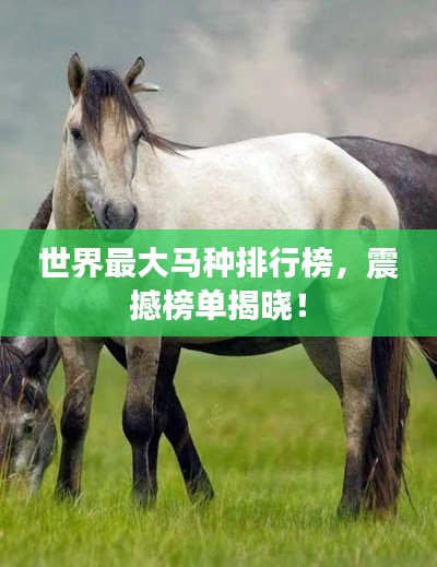 世界最大马种排行榜，震撼榜单揭晓！