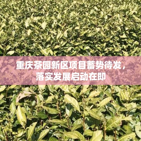 重庆茶园新区项目蓄势待发，落实发展启动在即