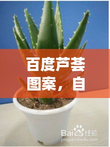 百度芦荟图案，自然与艺术的美妙融合